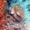 065 octopus vulgaris poulpe commun